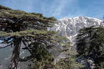 mountain forest landscape