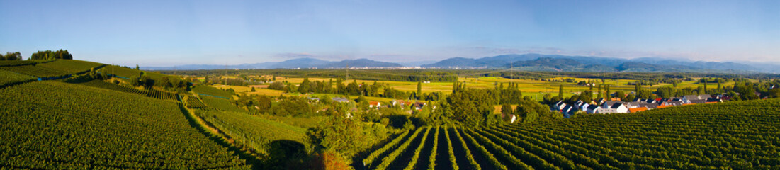 Weinberge Reben