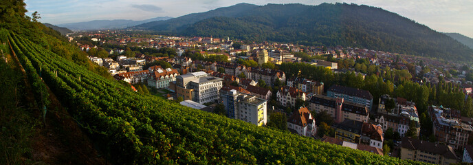 Weinberge Reben
