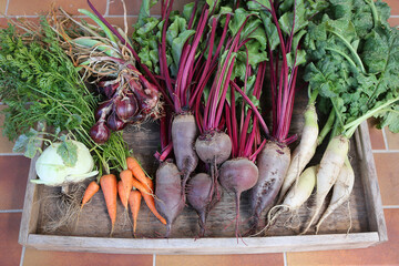 Reiche Gemüseernte aus dem Hochbeet