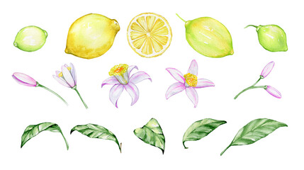Lemon, flowers, leaves, Watercolor set, citrus fruit, on an isolated background.