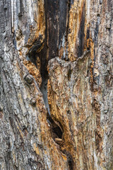 A tree trunk burned by a forest fire. Environmental problem