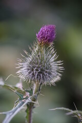 thistle in bloom