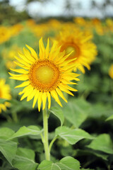 sunflower in the field