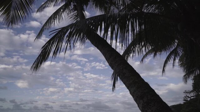 Palm trees with sky backdrop at a beachfront property in the Cap-Haïtien Commune in Haiti