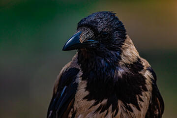 portrait of a raven close-up