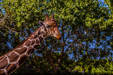 portrait giraffe in the wild