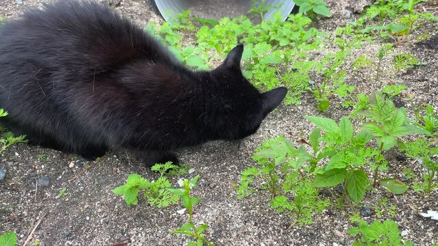 Close up shot of a black domestic cat eating a rodent outdoors among green plants