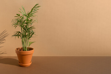 Home plant hamedorea or Areca palm in a clay pot on a brown background. The concept of minimalism. Houseplants in a modern interior