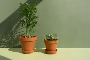 Home plants fittonia and hamedorea or Areca palm in a clay brown pots on a green background. The concept of minimalism. Houseplants in a modern interior