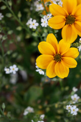 Yellow flowers on wooden background