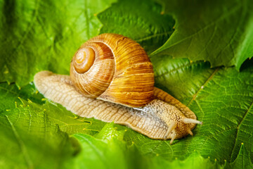 Grape snail on green and juicy grape leaves