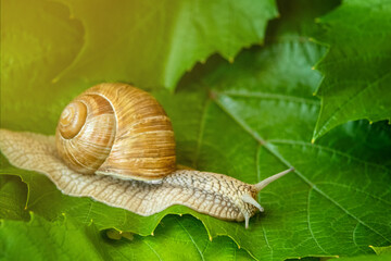 Grape snail on green and juicy grape leaves