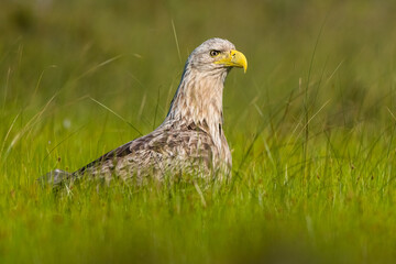 White-tailed eagle in the summer bog landscape