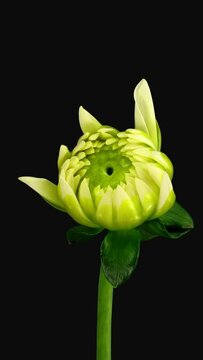 Time lapse of blooming white dahlia flower isolated on white background, vertical orientation