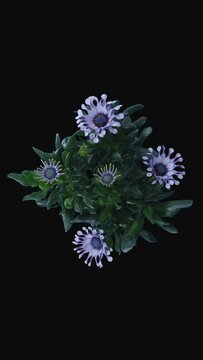 Time lapse of opening Rain Daisy (Dimorphotheca pluvialis) flowers isolated on black background, top view, vertical orientation