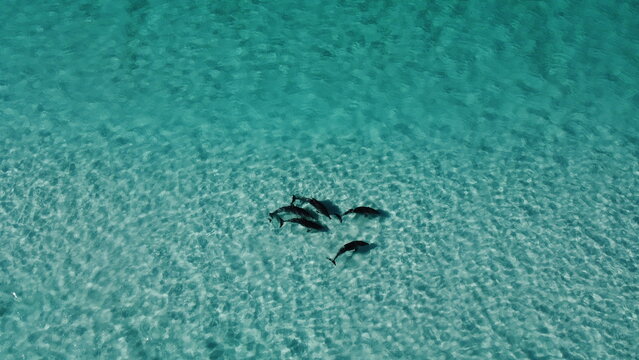 Aerial picture of dolphins playing in the shallow waters of Esperance, Australia.