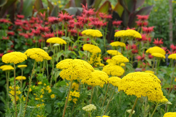Achillea filipendulina 'Parker's Variety'  in flower. © Alexandra