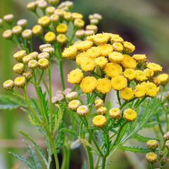 Yellow wild flowers of tansy on a natural background. Medicinal plant tansy. Tanacetum vulgare