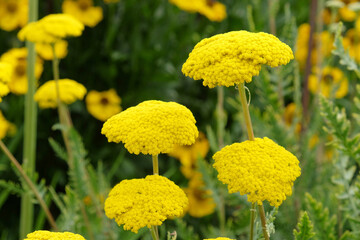 Achillea filipendulina 'Parker's Variety'  in flower. © Alexandra