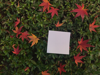 a square blank white paper is on small green leaves and red maple leaves, using for sending messages and missing concept