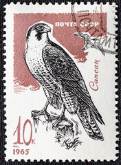 USSR-circa 1965:Postage stamp printed in Soviet Union shows Peregrine Falcon Falco peregrinus ,...