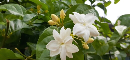 white jasmine flowers in a garden