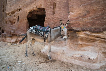 young donkey with a saddle on its back in Petra, Jordan