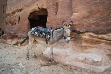 Foto auf Acrylglas Antireflex young donkey with a saddle on its back in Petra, Jordan © diy13