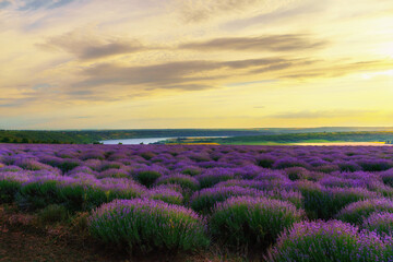 Fototapeta na wymiar a lavender field blooms on a hill, a river and a forest in the distance, the sunset shines yellow in the sky, a beautiful summer landscape