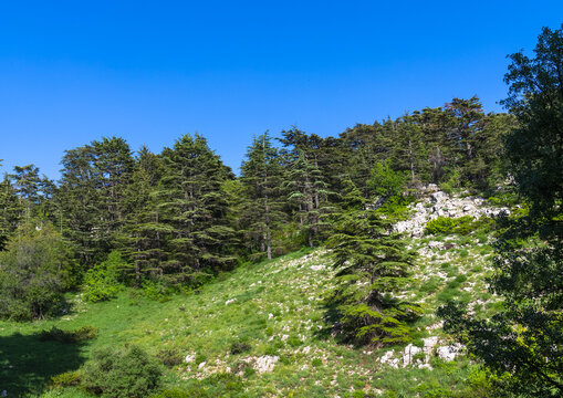 Tannourine Cedar Forest Nature Reserve, Governorate of North Lebanon, Tannourine, Lebanon