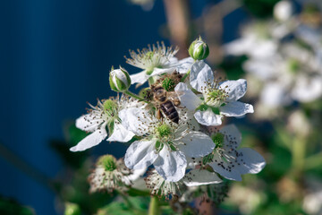 A bee pollinates flowers on a bush. Macro shooting.