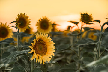 A beautiful field of sunflowers against the sky in the evening light of a summer sunset. Sunbeams through the flower field. Natural background. Copy space.