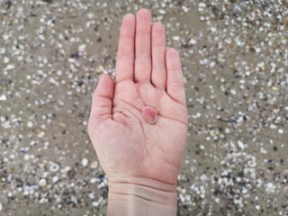 Woman&acute;s hand holding tiny unique pink seashell on beach.