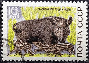 USSR - CIRCA 1969: Postage stamp 'Boar' printed in USSR. Series: 'Bialowieza Forest' by artist V. Kolganov, 1969