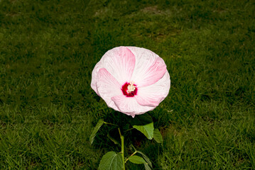 hibiscus pollen
