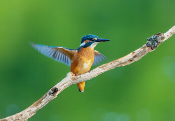 Fototapeta premium Common Kingfisher (Alcedo atthis) Eurasian kingfisher or river kingfisher sits on a branch on a blurry green background