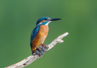 Common Kingfisher (Alcedo atthis) Eurasian kingfisher or river kingfisher sits on a branch on a blurry green background