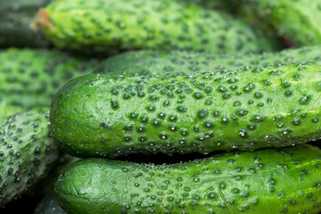 fresh green cucumbers closeup selective focus