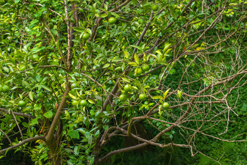Lime tree growing in garden