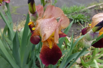 Water drops on pinkish beige and burgundy red flower of Iris germanica in May