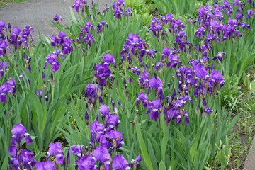 Abundance of purple flowers of Iris germanica with rain drops in May