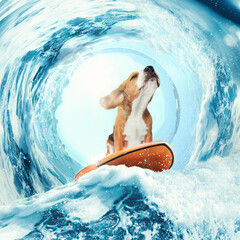 Sweet dreams. Creative art collage with funny beagle dog surfing on surfboard on huge wave in ocean...