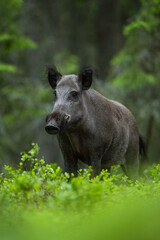 male wild boar in the forest at summer evening