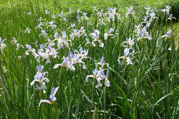 Fototapeta premium Bloom of light violet irises in June