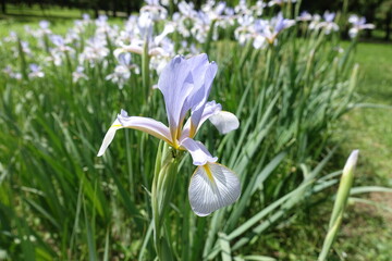 Delicate light violet flower of iris in June