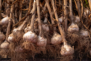 Closeup of harvested garlic with stalk laid out at a farmer's market stall whole plants with bulb stem and roots visible. Rustic organic feel shot in natural light with no people and copy space