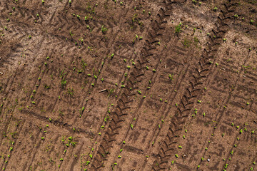 Tractor tyre track pattern imprint in soil of cultivated corn crop field as abstract agricultural background