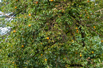 Lush tangerine tree in garden