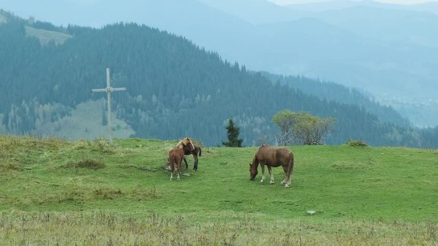 Several brown horses graze in mountains on green hill. Christian cross, green coniferous forest, daytime, spring summer. Calm in the mountains, animals in nature.